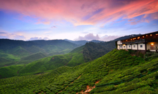 Malaisie-Cameron-Highlands-plantations-thé