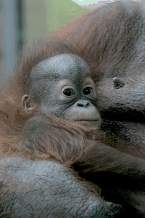 gorillae-bebe-gorille-enfant-zoo-barcelone