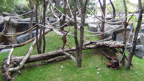 singe-bois-arbres-zoo-de-barcelone