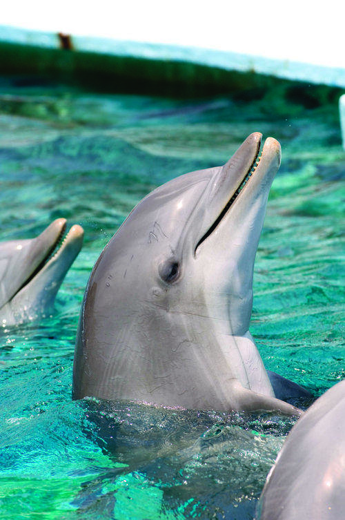 dauphin-zoo-barcelone-especes-menacees