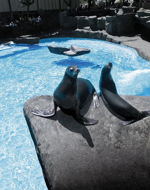 phoques-phocides-zoo-barcelone-billet-entree