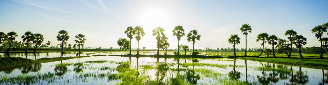 palmiers Chaudoc Mékong Cambodge