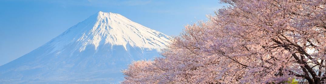 Mont Fuji et sakura