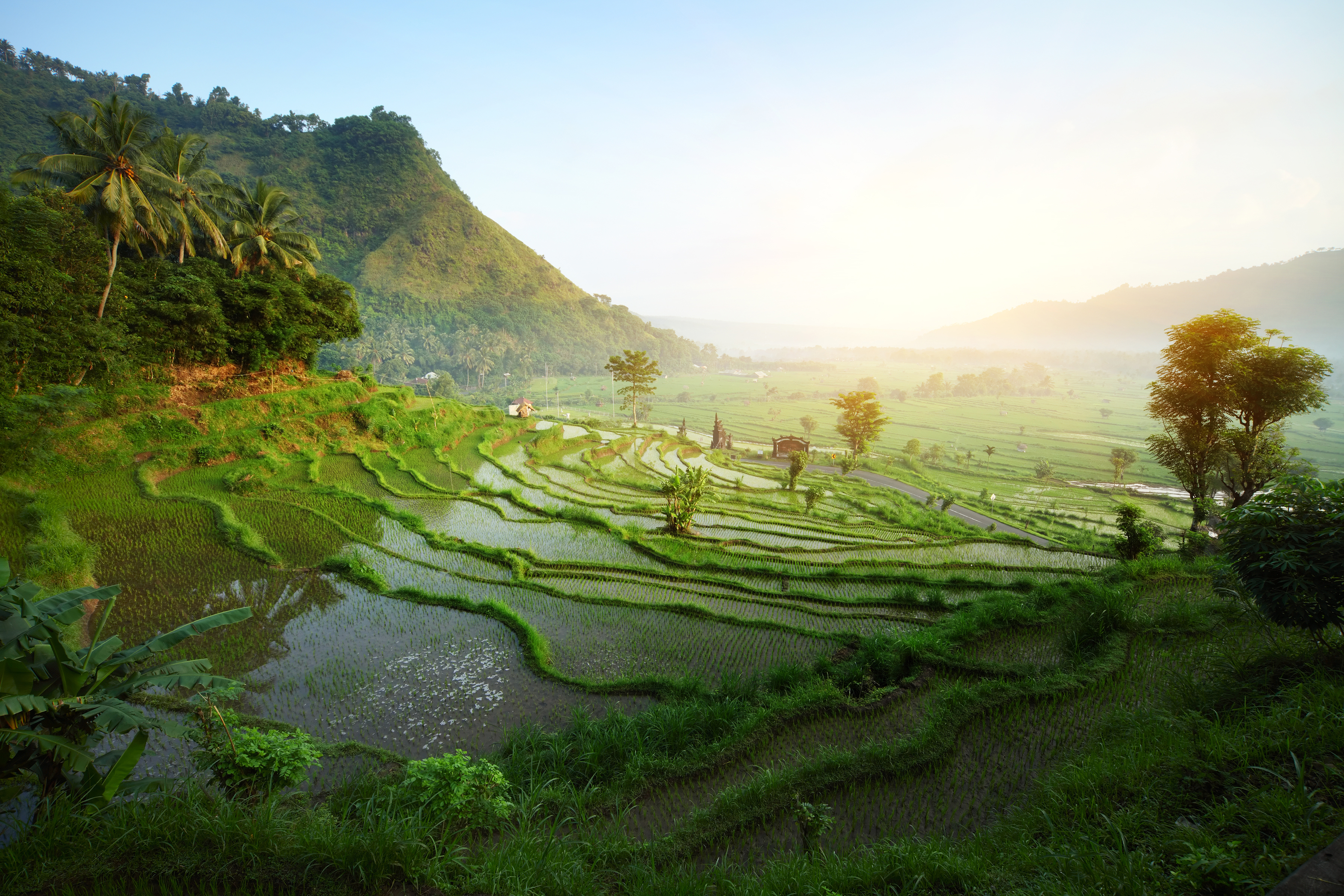 Indonésie bali rizières