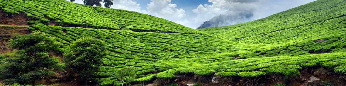 Plantations de thé Munnar