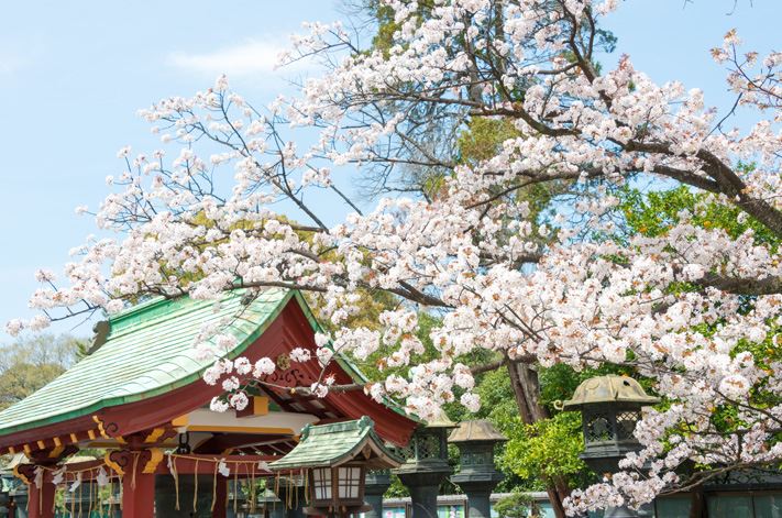tokyo-cerisiers-japon