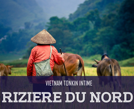 vietnam-du-nord-riziere