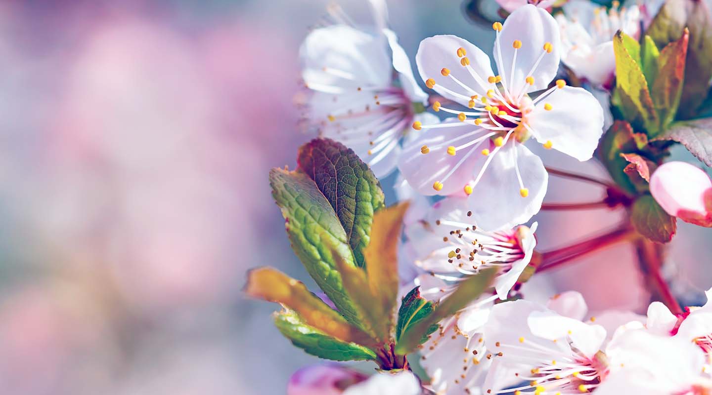 Les Cerisiers En Fleurs Au Japon Où Les Admirer Asiafr