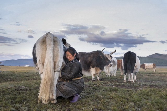 Mongolie - Circuit Pastorale Mongole