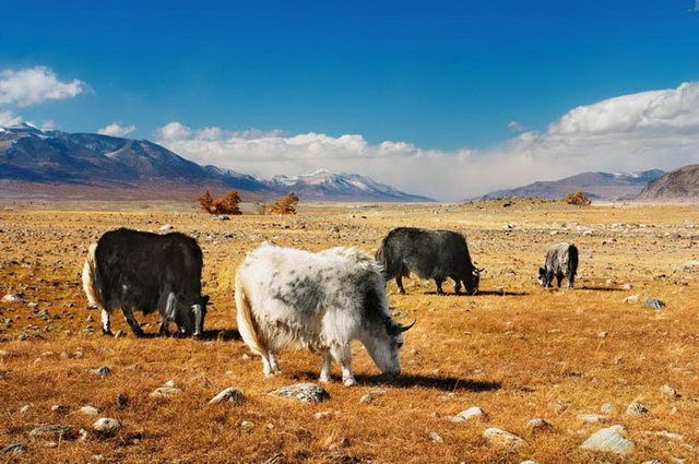 Mongolie - Circuit Pastorale Mongole