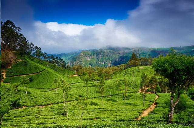 Circuit Sri Lanka Circuit Privé Ceylan colonial + L'île du bon thé - Sri Lanka