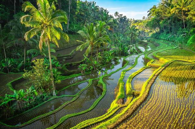 Bali Essentiel