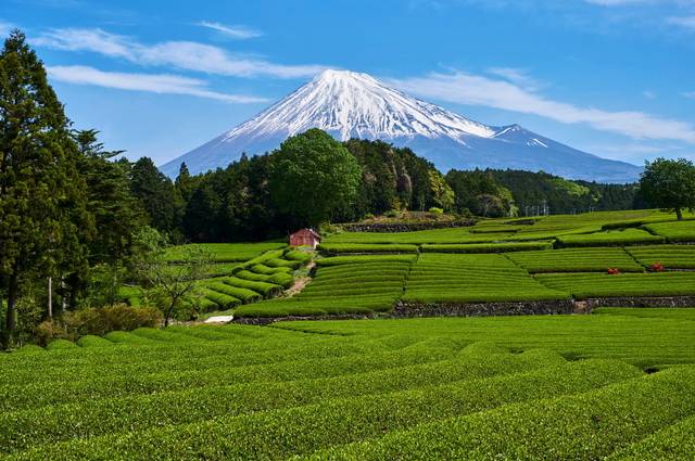 Japon Essentiel + Extension Mont Fuji et Tokyo avec Air China