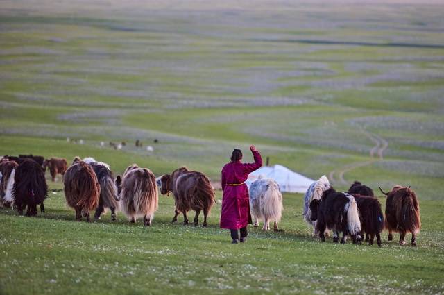 Pastorale Mongole, Départ Festival du Feutre et du Yak - Mongolie 4 *