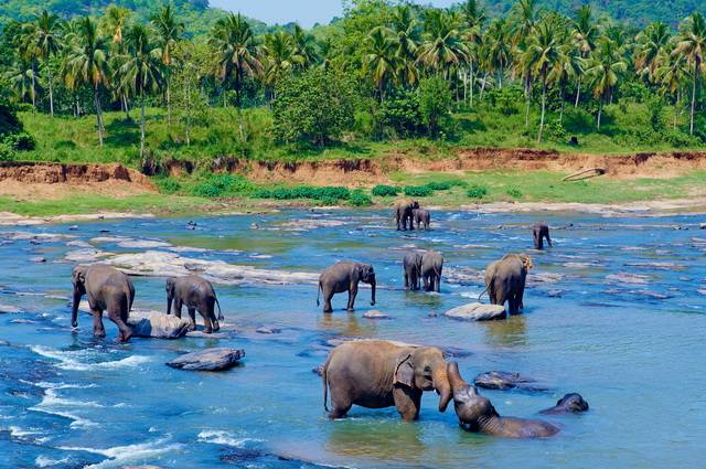 Carpe Diem au Sri Lanka