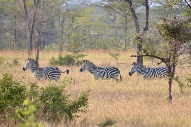 Tanzanie - Circuit Privé Safari en Tanzanie et Détente à Zanzibar