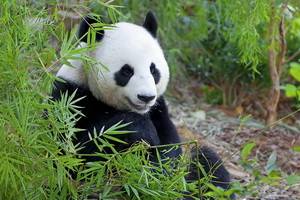 Sichuan Intimiste - Chine - 2