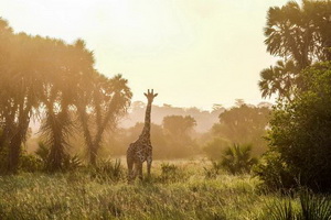 Circuit Privé Safari en Tanzanie et détente à Zanzibar 4*